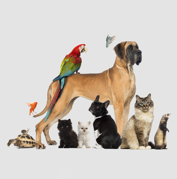 Veterinarios Alhaurín de la Torre