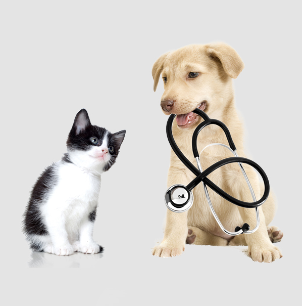 Veterinario Alhaurín de la Torre